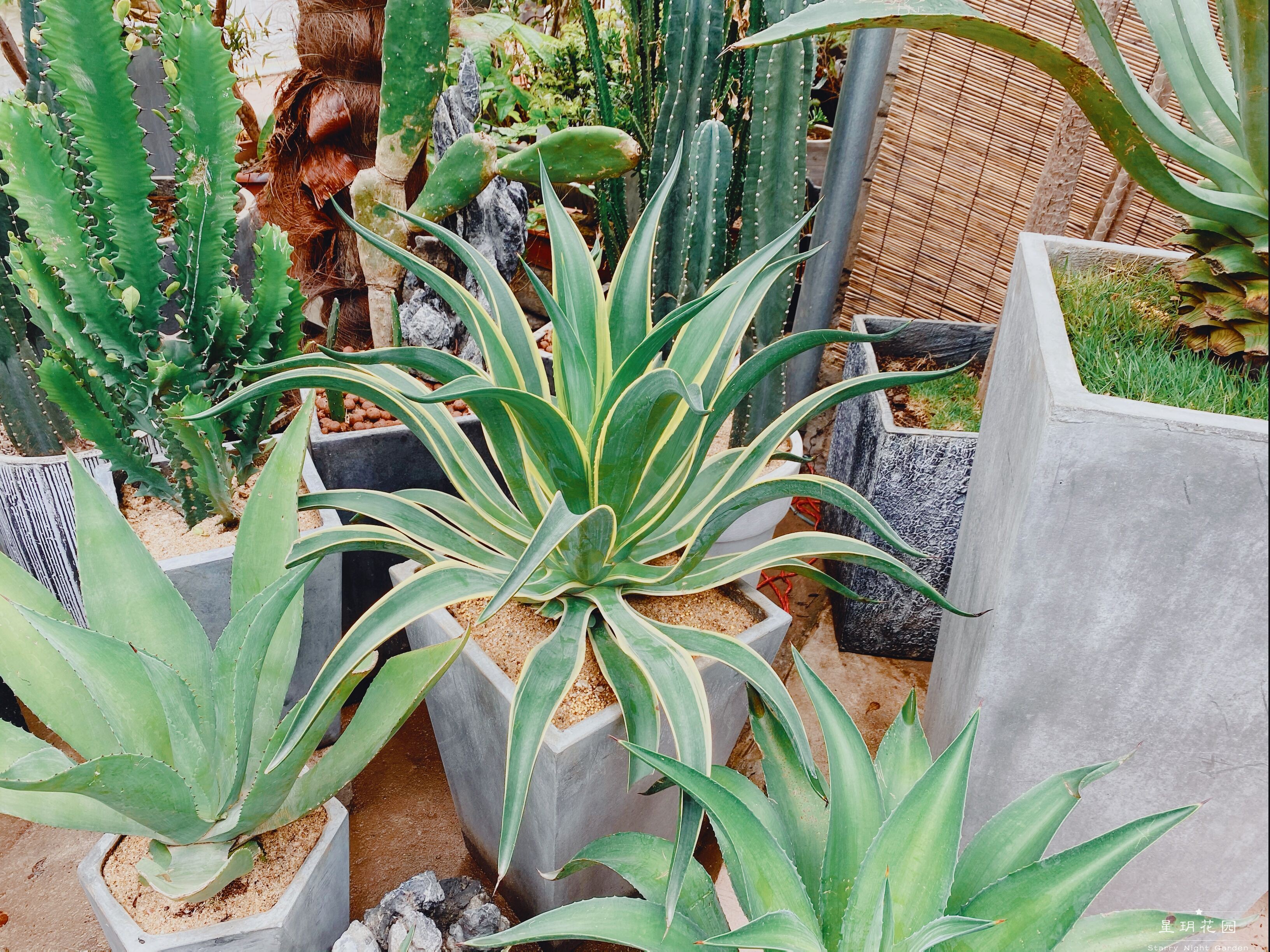 仙人掌常绿耐热绿植沙生花境金边龙舌兰植物别墅花园庭院花境植物