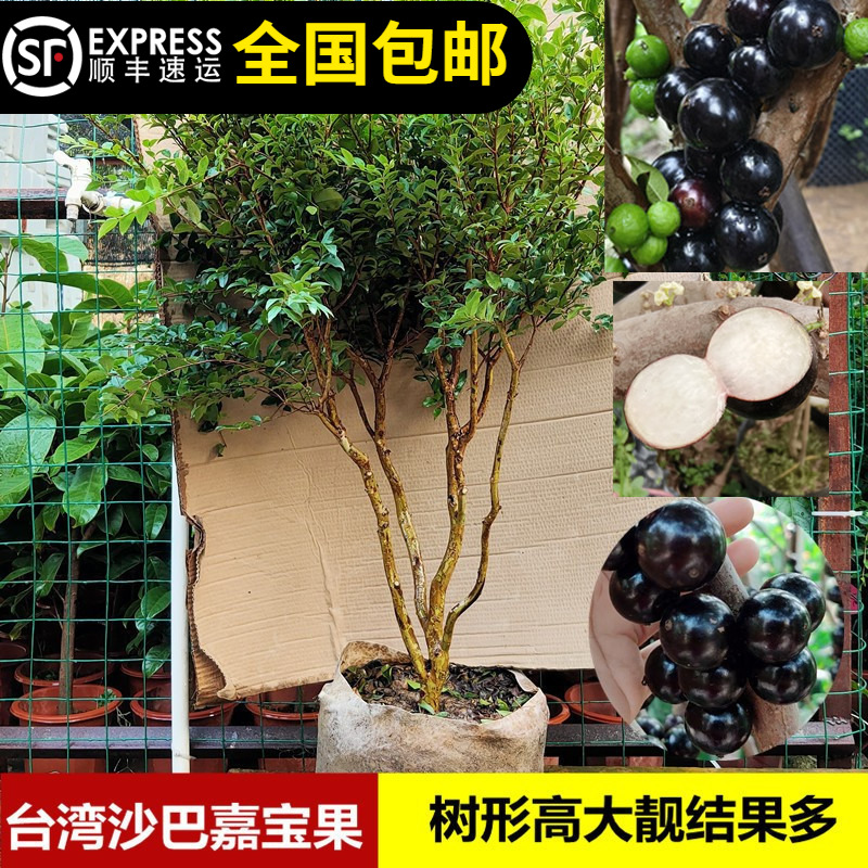 嘉宝果苗台湾沙巴嘉宝树葡萄树4年半苗南北方种植14年淘宝老店