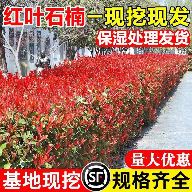红叶石楠树苗四季常青庭院绿植植物冬青黄杨树苗花园绿化篱笆绿篱