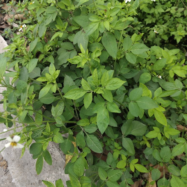 新鲜鬼针草 三叶草 鬼针草有叶有杆带籽 四方苦楝四方机 鬼针草