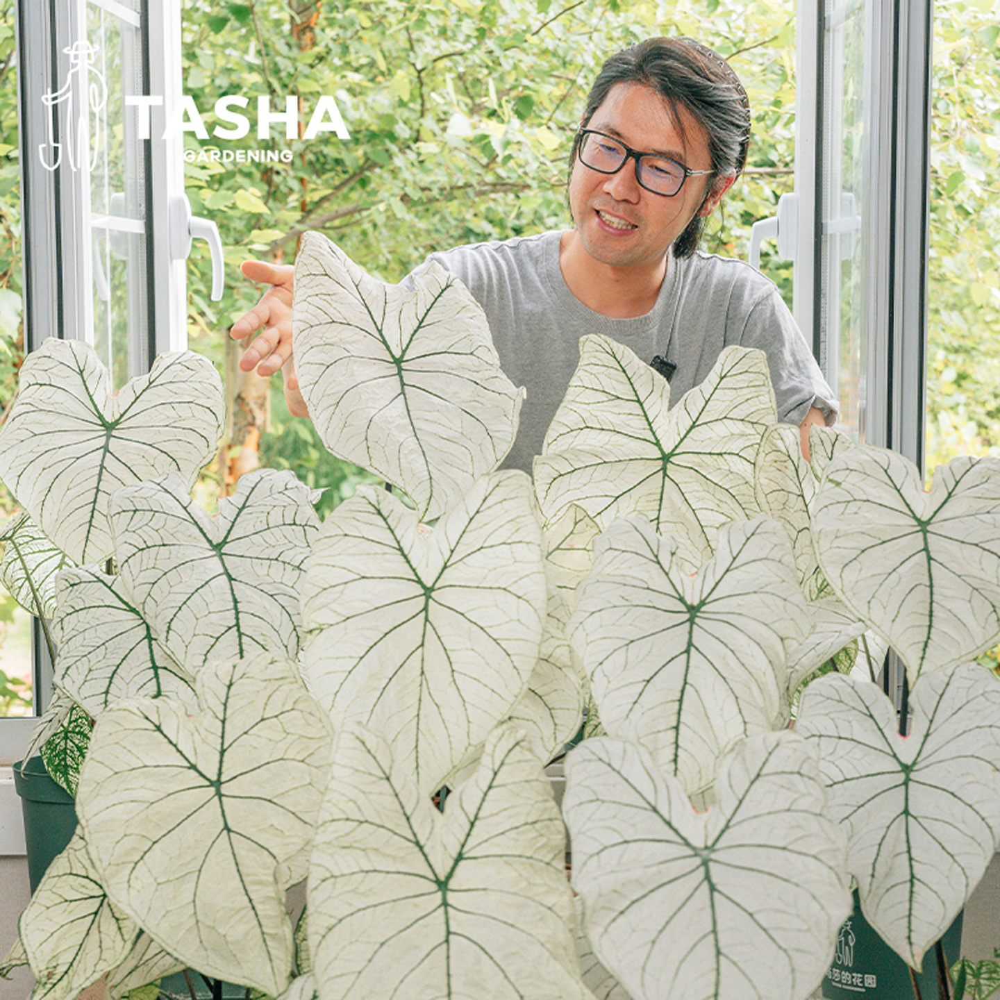 塔莎的花园彩叶芋盆栽合果芋绿植室内观叶植物家居小清新白色恋人