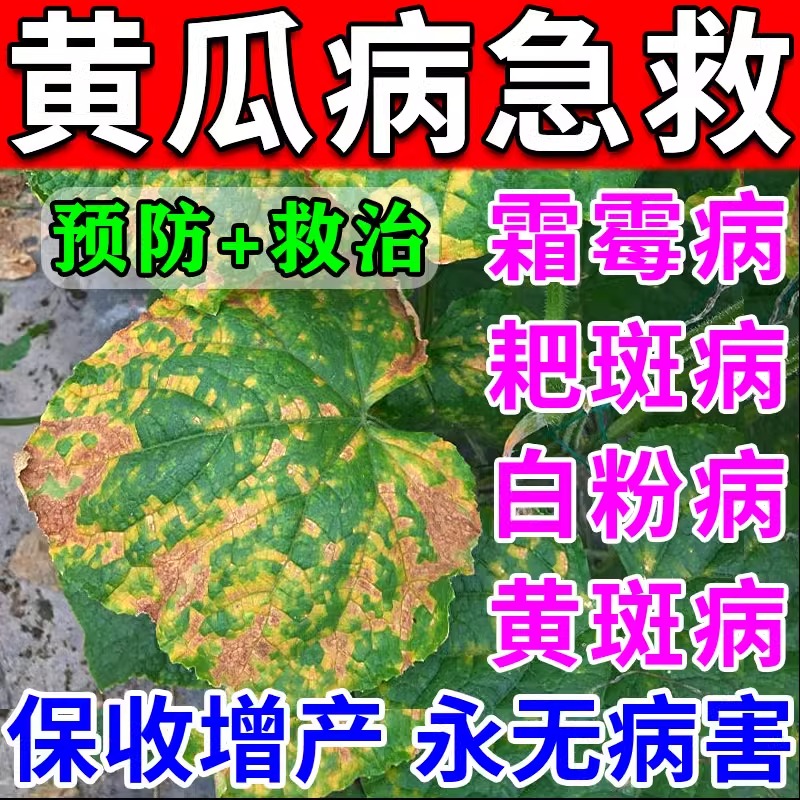 黄瓜病毒病专用药霜霉病特效白粉靶斑叶斑病黄斑炭疽虫害病肥料