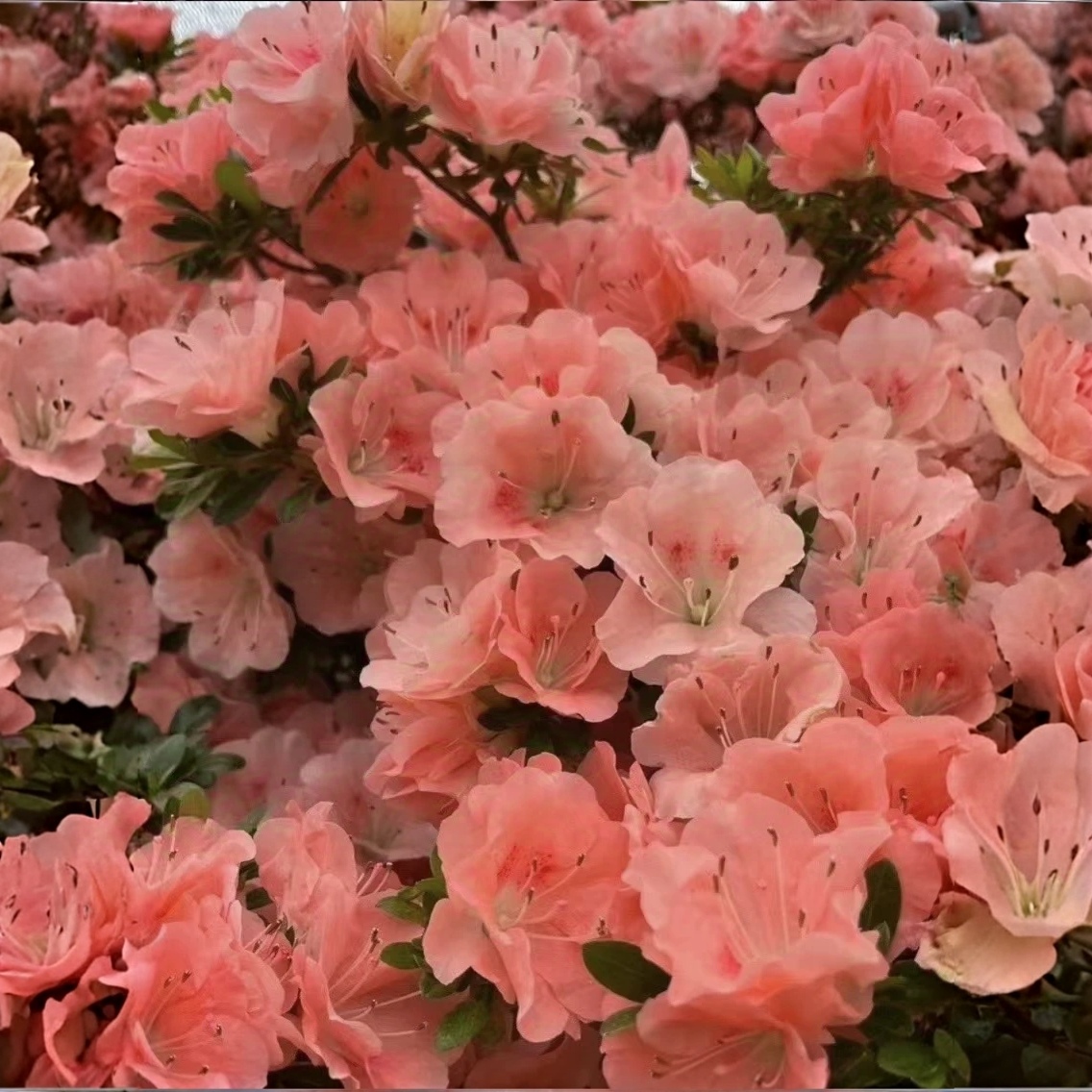若慧比须杜鹃花 嫩粉色皋月夏鹃 耐寒耐热 庭院窗台花卉好养易活