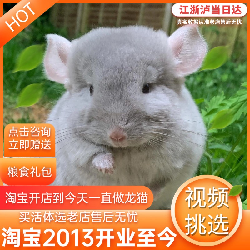 活体龙猫公仔宠物宝宝幼崽萌宠长毛标灰银斑活物已打疫苗送笼子