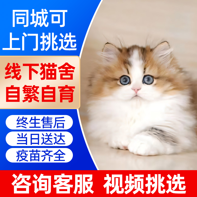 金渐层蓝金渐层紫金金点银点长毛英国短毛宠物猫25色11色12色矮脚