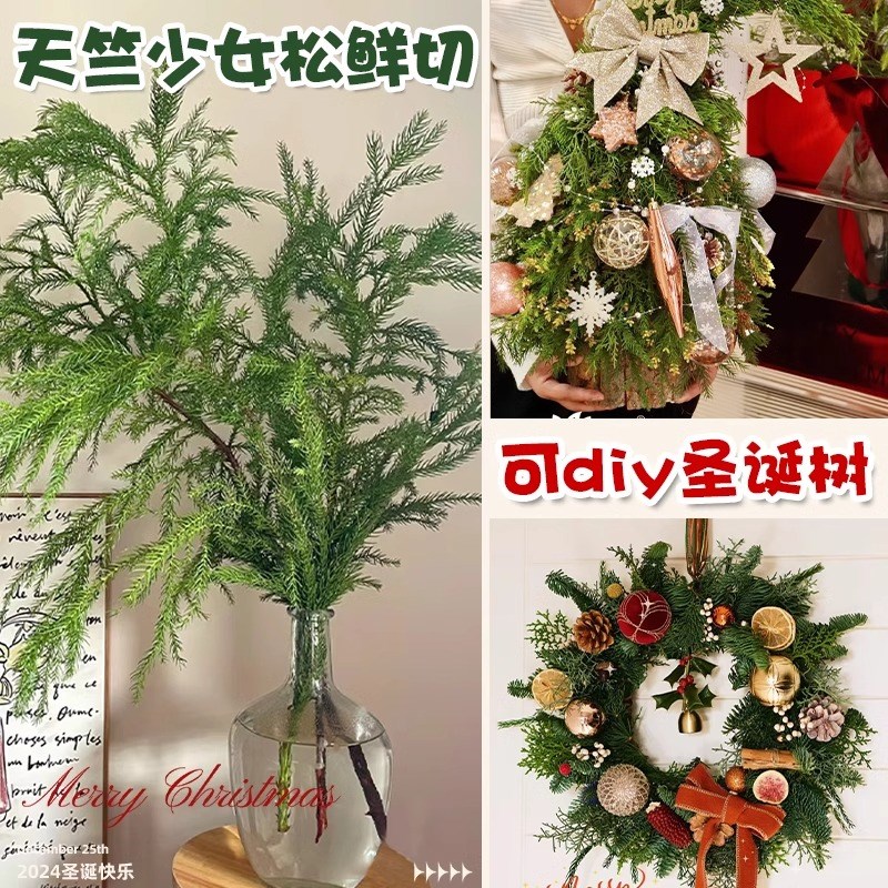 天竺少女松鲜切枝圣诞树真树室内桌面水培绿植插花卉束家用花材