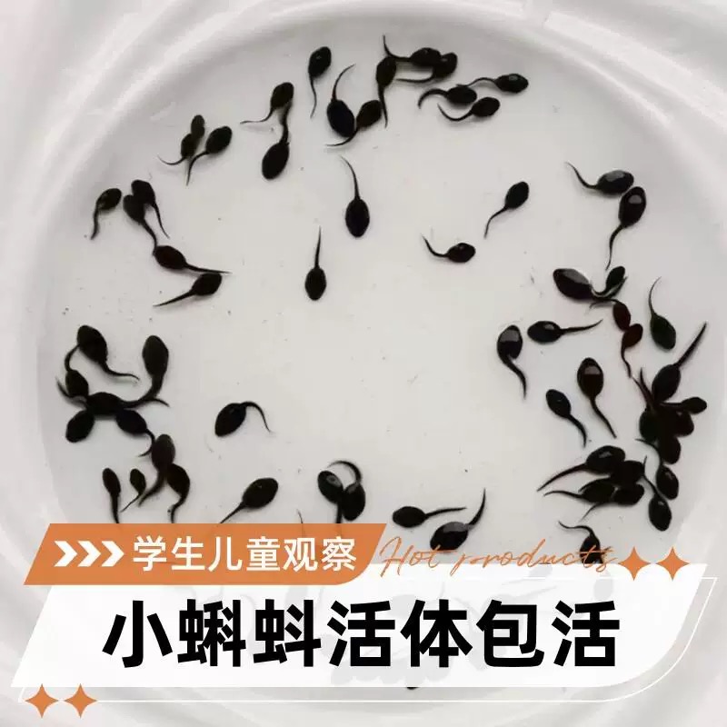 小蝌蚪幼苗活体大蝌蚪宠物观赏活物蛙类儿童观察水族宠物蝌蚪饲料