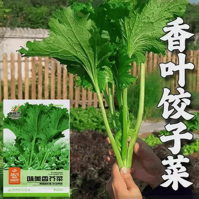 四季香芥菜种籽香菜小青菜香叶饺子菜籽春秋阳台盆栽田园蔬菜种子
