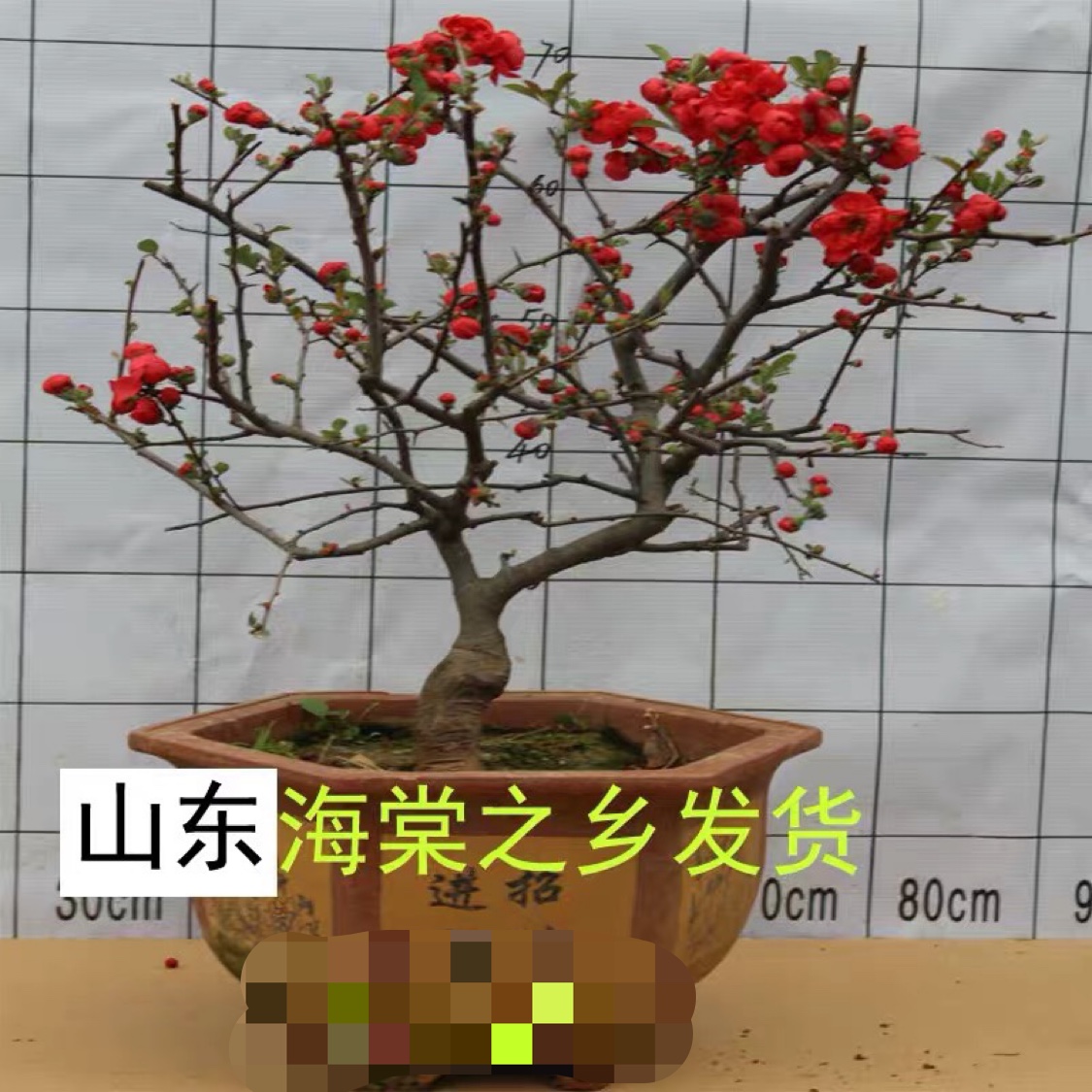 四季海棠长寿冠日本海棠一物一拍花苗红色重瓣办公室内外阳台客厅
