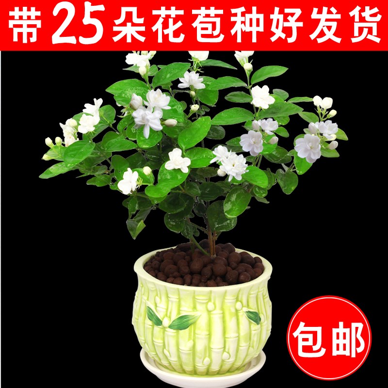 茉莉花盆栽花卉绿植盆景茉莉花苗四季开花室内驱蚊吸甲醛种好发货