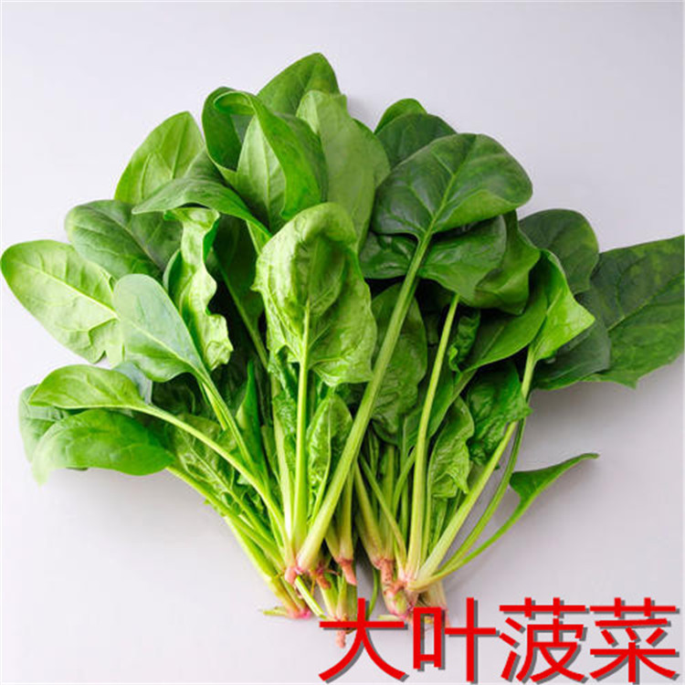四季大叶菠菜小叶菠菜趴地菠菜种子家庭阳台小院蔬菜种籽一件代发