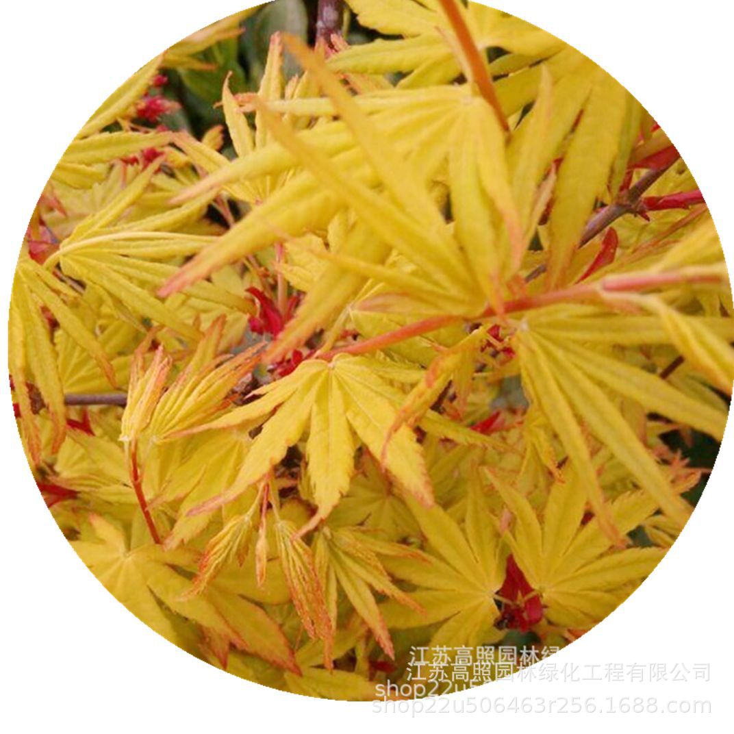 嫁接日本红枫橙之梦黄金枫树盆景 带叶发货盆景 庭院绿化园林盆栽