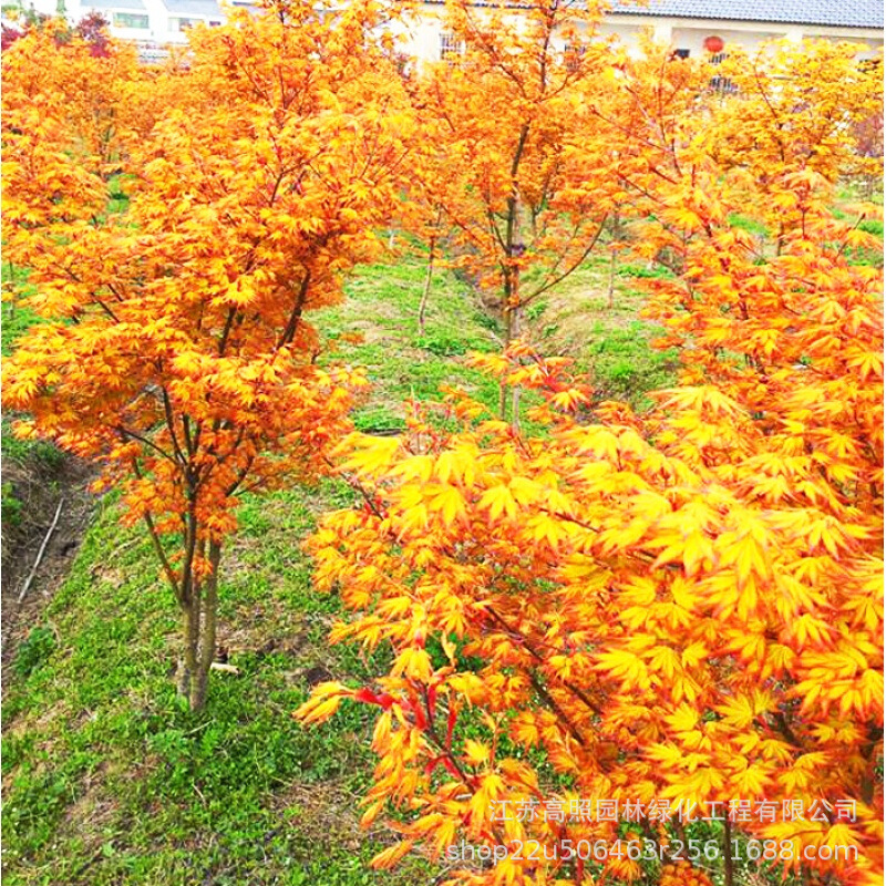 嫁接日本红枫橙之梦黄金枫树盆景 带叶发货盆景 庭院绿化园林盆栽