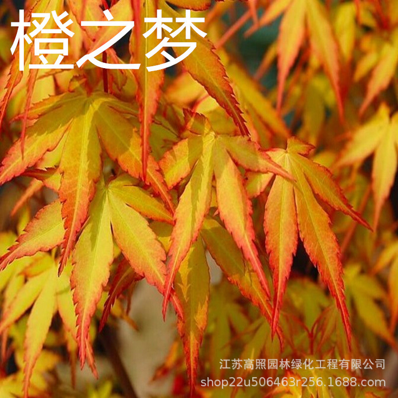 嫁接日本红枫橙之梦黄金枫树盆景 带叶发货盆景 庭院绿化园林盆栽