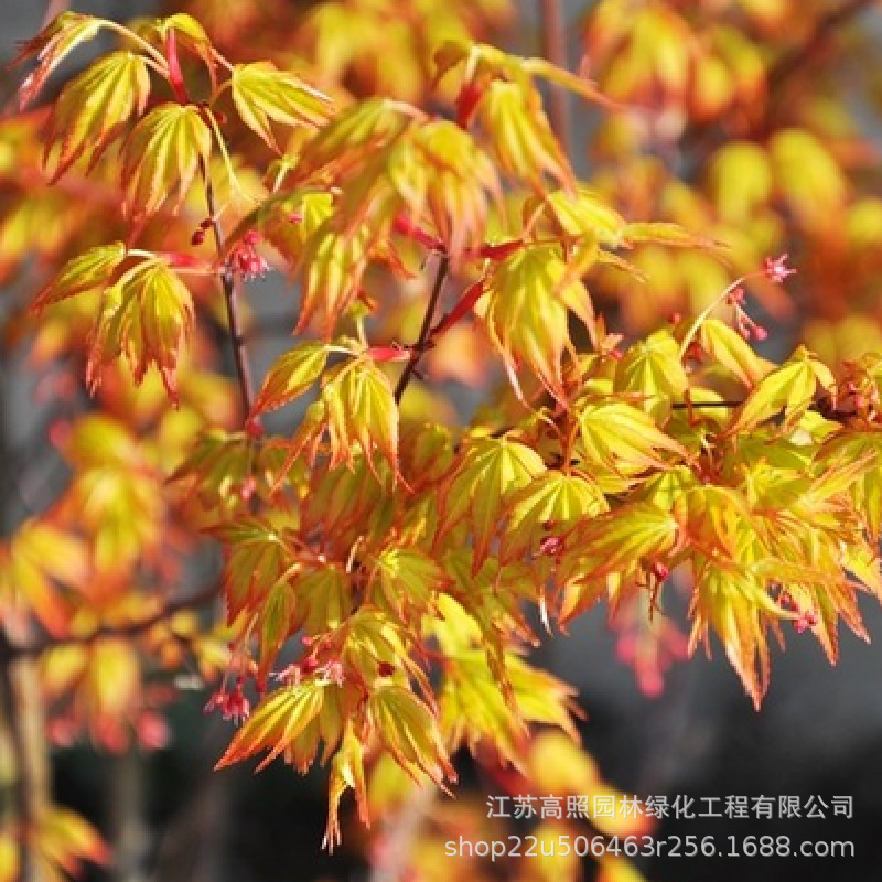 嫁接日本红枫橙之梦黄金枫树盆景 带叶发货盆景 庭院绿化园林盆栽