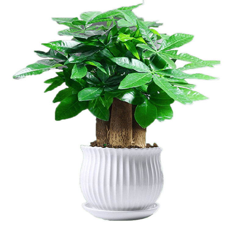 发财树小盆栽花卉绿植物办公室内吸甲醛绿萝文竹水培树含盆包邮