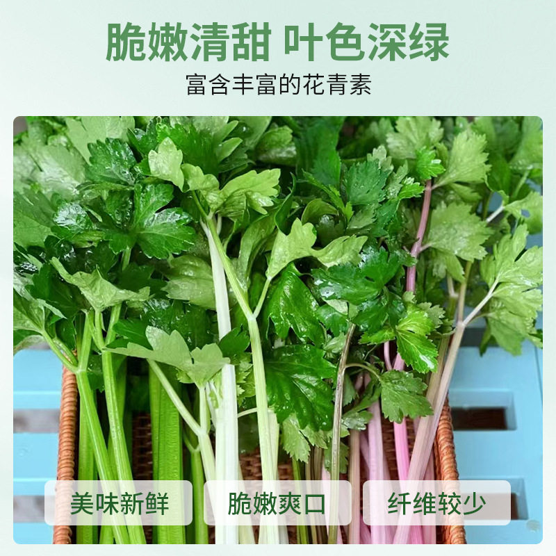 Пурпурно-красная петрушка, красный сельдерей, семян красного сельдерея, красный пурпурно-фиолетовый балкон с растениями, выращивающиеся в течение четырех сезонов