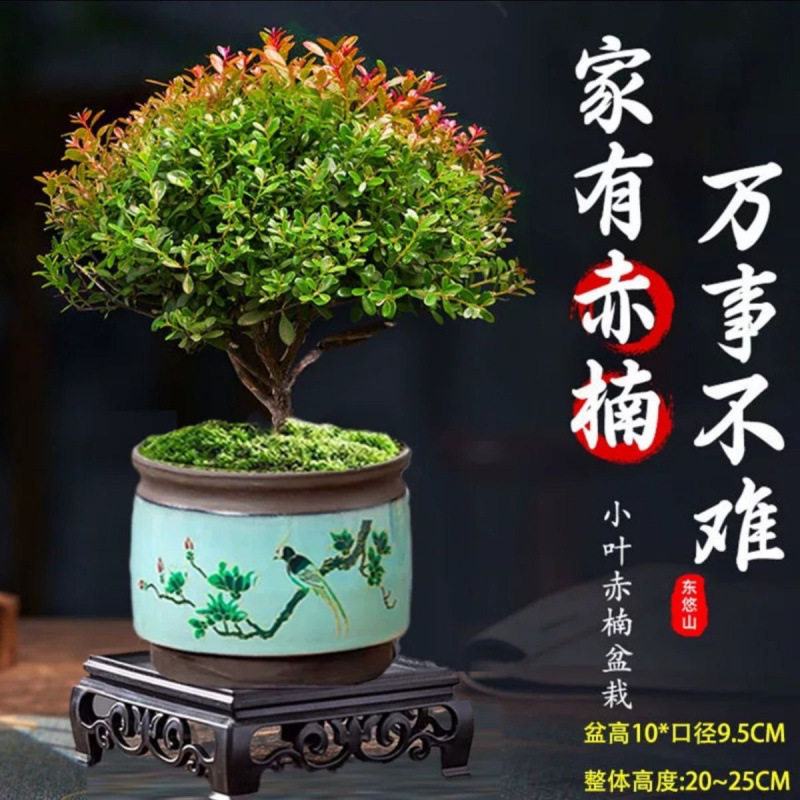 小叶赤楠老桩盆景苗植物花卉微景观水培办公室内好养四季常青盆栽