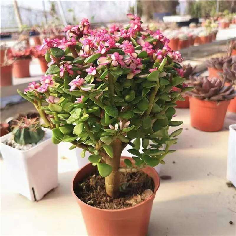 玉树盆栽老桩盆景大型含盆室内办公桌面绿植盆栽花卉