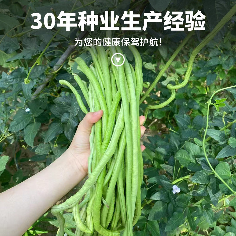 大肉糯米甜豆角种子抗热高产春夏秋播长豆角种子易种盆栽蔬菜种子