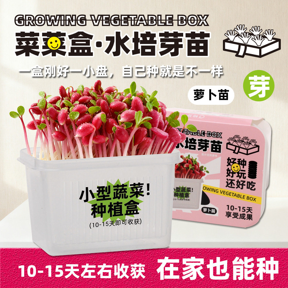 儿童水培种植迷你小盆栽发芽苗观察盒植物生长无土栽培小学生实验