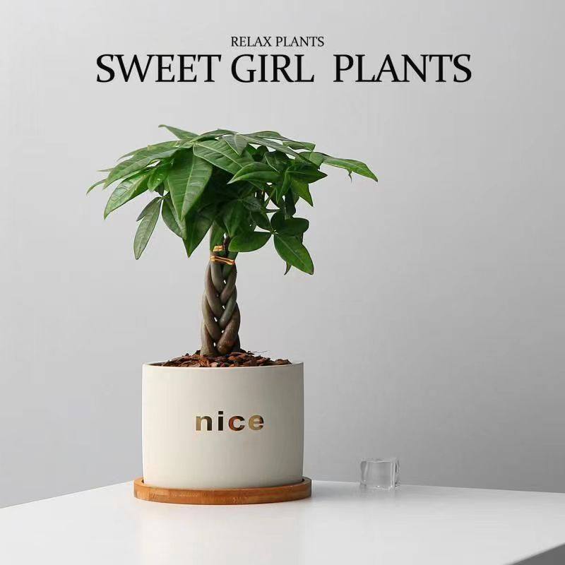 五福发财树小盆栽室内植物办公室桌面小绿植盆栽植物室内花卉盆栽