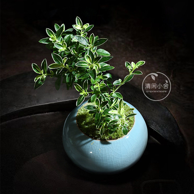 室内桌面小盆栽办公室好养活悬崖六月雪盆景植物四季常青绿植花卉
