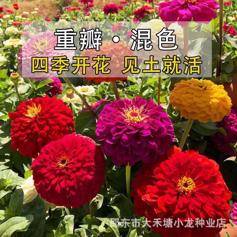 百日草花种子四季播种百日菊种子步步高籽室外庭院阳台易种活开花