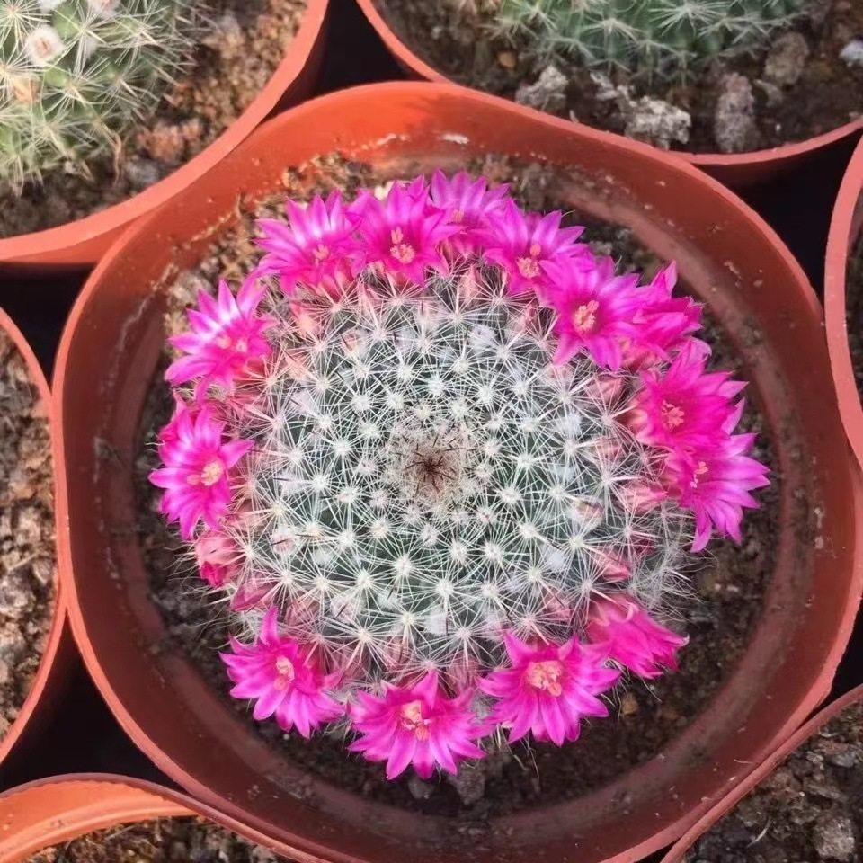 【小清新】玉翁仙人球带花苞小盆栽桌面绿植防辐射仙人球大全新款