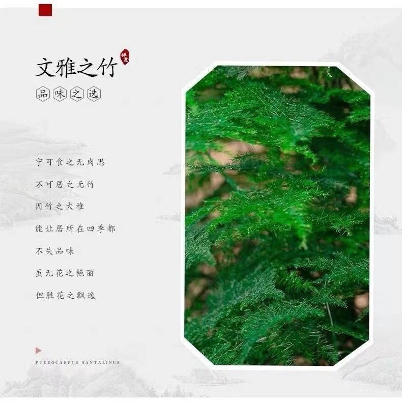 文竹盆栽绿植花卉盆景植物室内客厅水培文松云竹带盆大苗四季常青