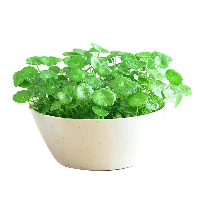 水培植物铜钱草金钱草带叶子室内水养花卉绿植盆栽办公四季好养活