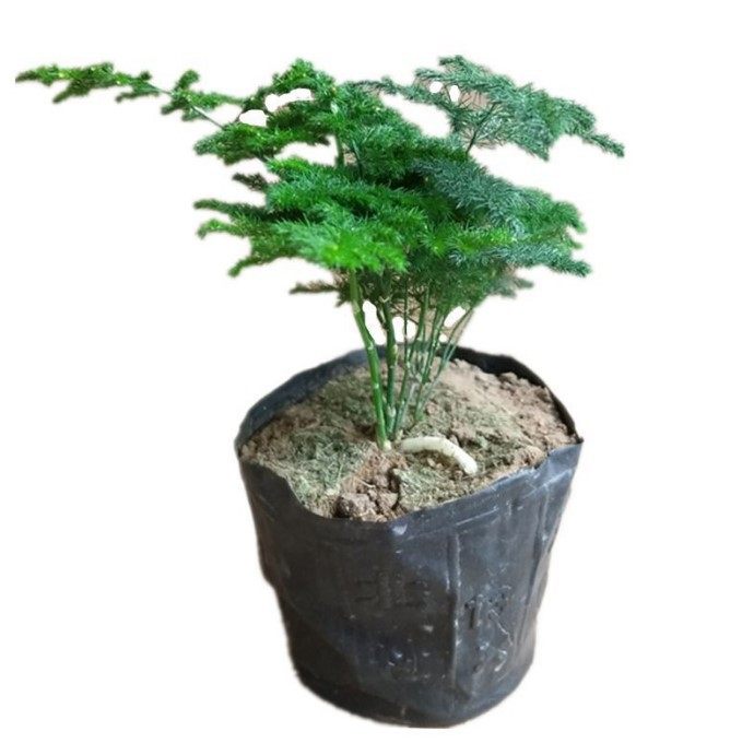 云竹 唐山矮生文竹云松竹假山盆景阳台办公室内桌面小盆栽绿植