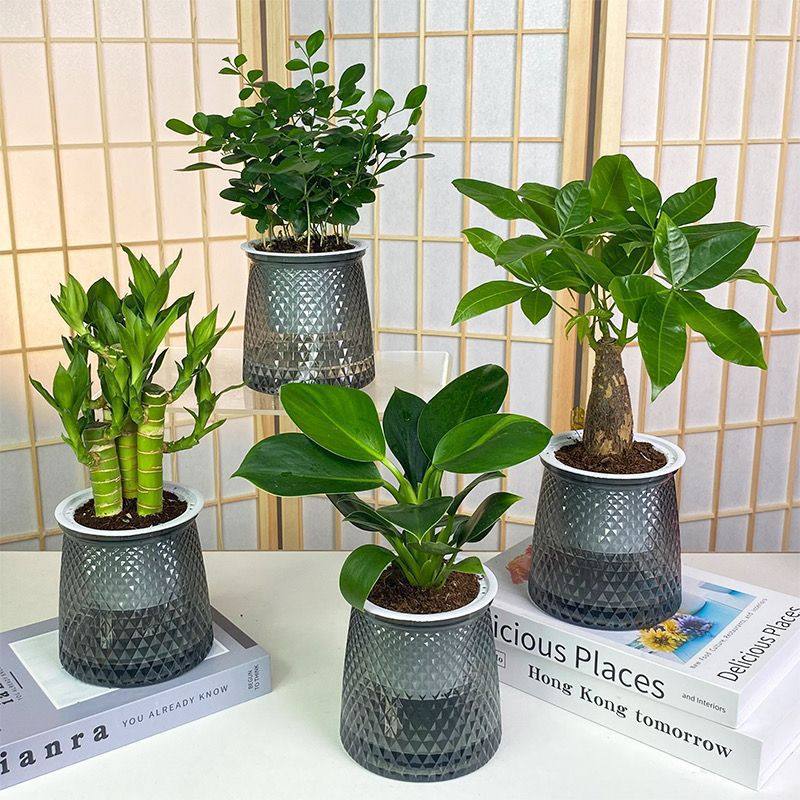 【买三送一】灰透塑胶盆富贵竹金钻发财树九里香绿植物桌面好养