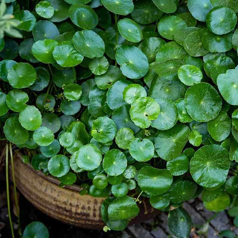 水培植物铜钱草金钱草带叶子室内水养花卉绿植盆栽办公四季好养活