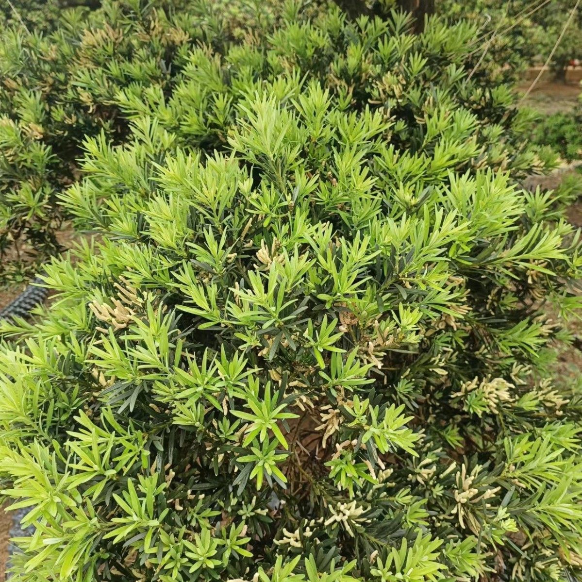 25-35公分罗汉松浙江雀舌罗汉松15-35公分罗汉松