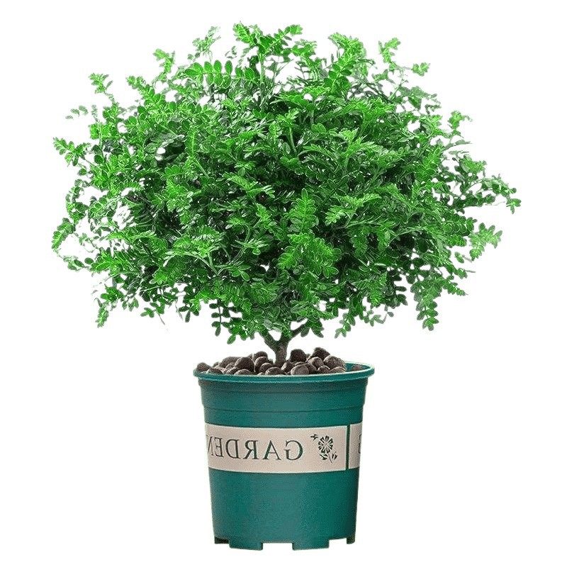 正宗清香胡椒木盆栽花卉室内外驱蚊草植物树苗老桩盆景九里香绿植