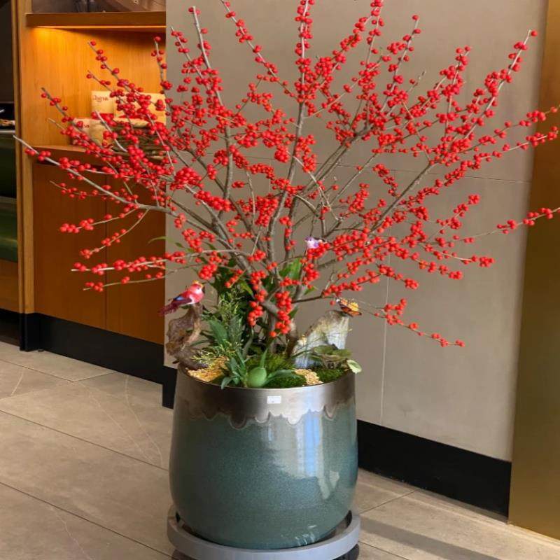 【带果北美冬青盆栽】室内庭院盆景年宵花卉冬红果耐寒花卉树苗