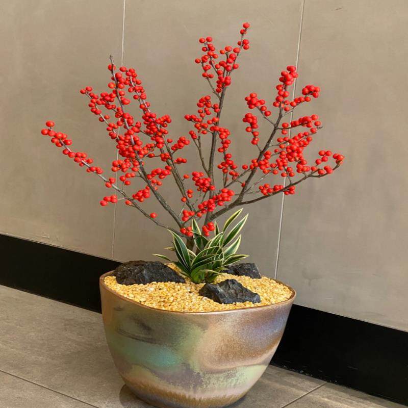 【带果北美冬青盆栽】室内庭院盆景年宵花卉冬红果耐寒花卉树苗