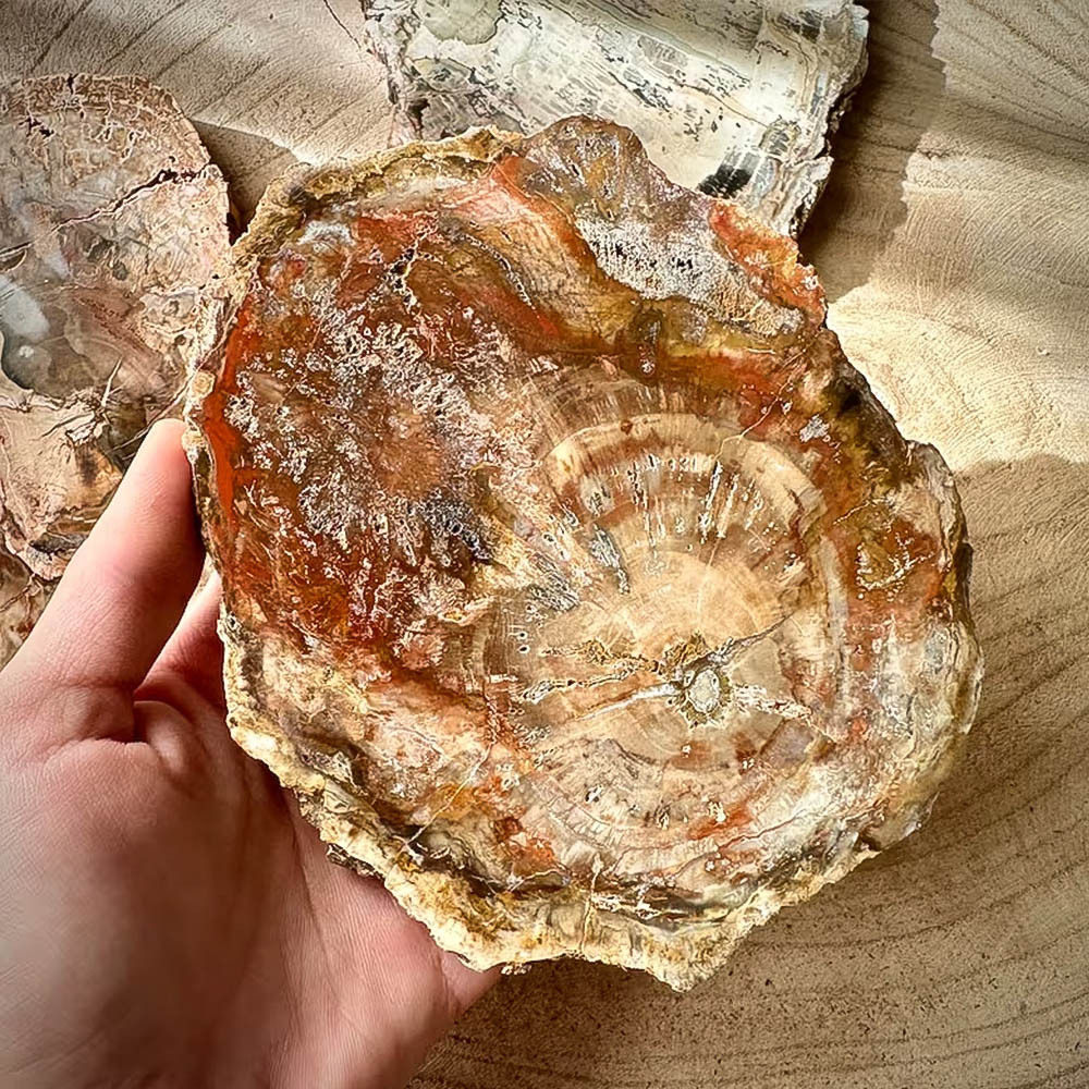 Ancient Rings — Petrified Wood Slice Coaster & Display