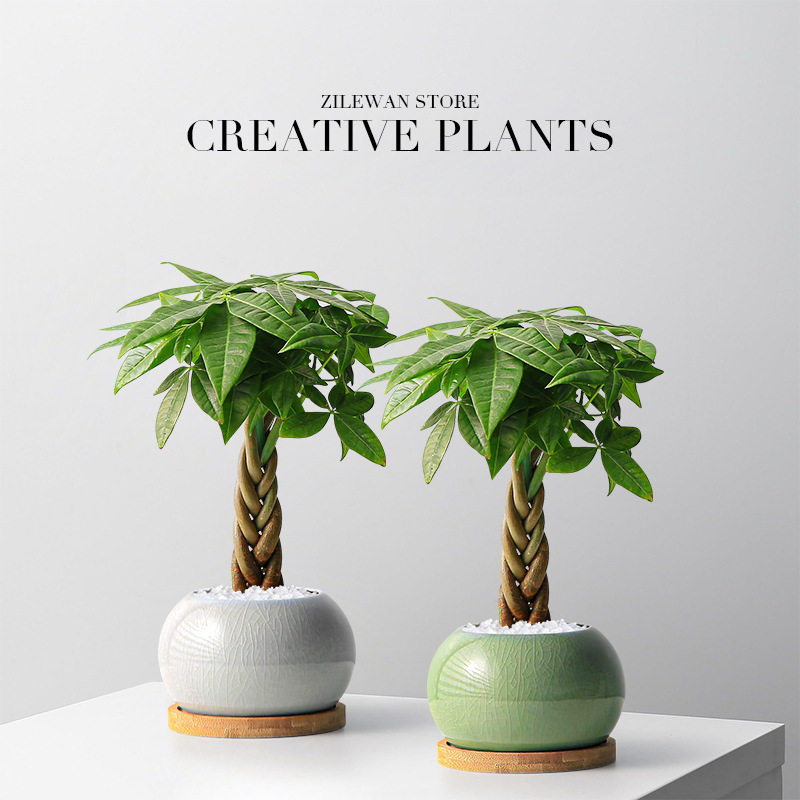 五福发财树桌面盆栽室内客厅懒人四季好养办公室盆景招财树绿植