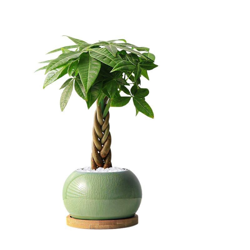五福发财树桌面盆栽室内客厅懒人四季好养办公室盆景招财树绿植