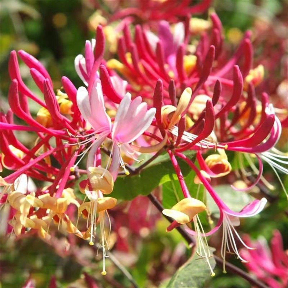红白金银花盆栽盆景食用药用花卉地栽阳台室外爬藤浓香型四季