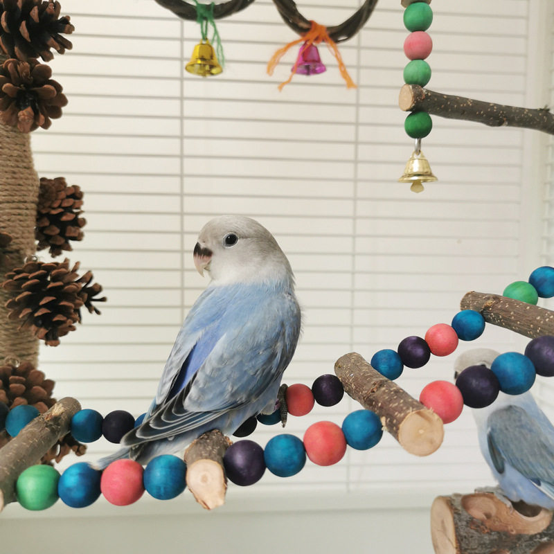 食用色素彩珠秋千 鹦鹉玩具 宠物鸟类彩色站架蜜袋鼯啃咬攀爬梯子