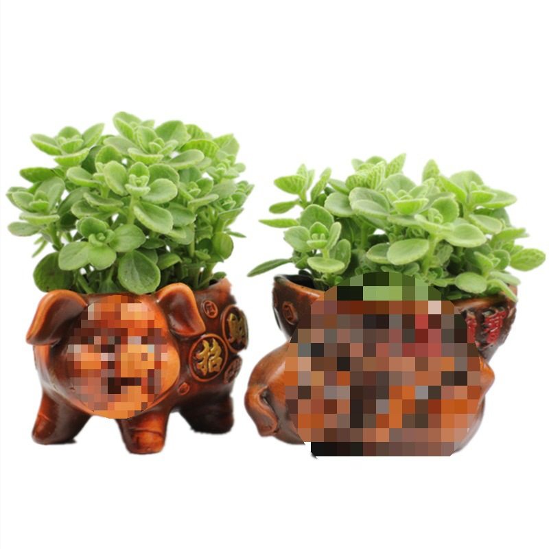 碰碰香盆栽一抹香猪发财香草多肉植物驱蚊驱虫净化空气绿植花盆景