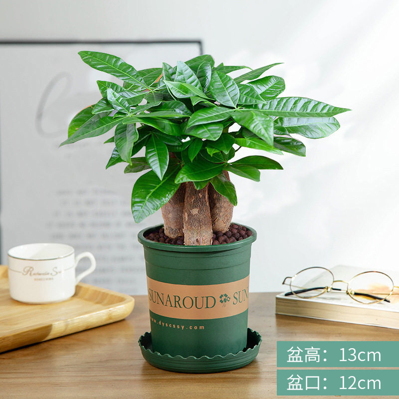 发财树小盆栽花卉绿植物办公室内吸甲醛绿萝文竹水培树含盆包邮