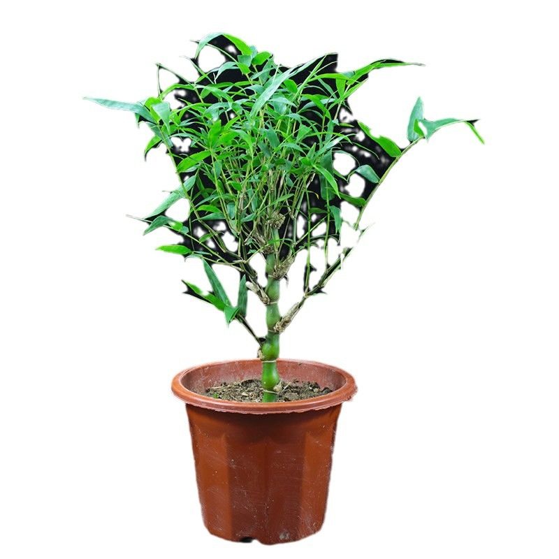 罗汉竹佛肚竹盆栽老桩室内客厅庭院绿植四季常青矮化竹子盆景好养