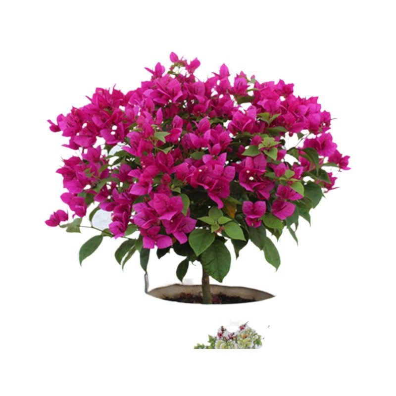 重瓣红三角梅盆栽带花三角梅苗勤花品种爬藤老桩室内花卉植物四季