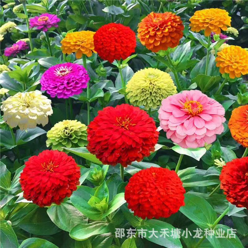 Ста дне шапочк торрент сезон посевн цин сидирова BuBuGao сем наружн дворов балкон легк жив цвест