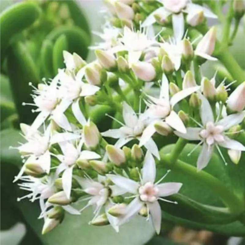 玉树盆栽老桩盆景大型含盆室内办公桌面绿植盆栽花卉