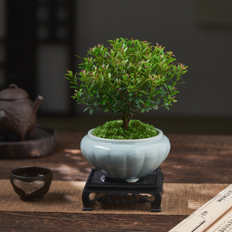 小叶赤楠老桩盆景苗植物花卉微景观水培办公室内好养四季常青盆栽